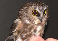 merrill inn birding enthusiast